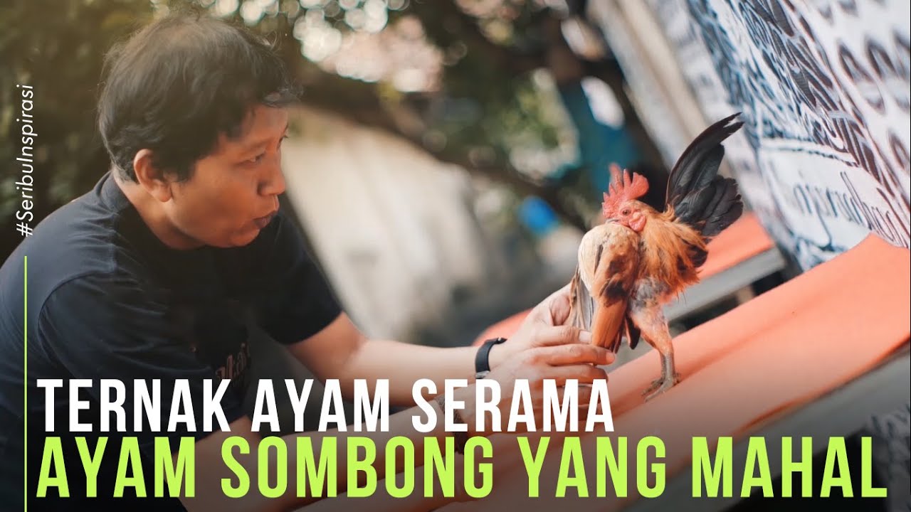 Sukses Ternak Ayam Serama, Ayam Terkecil Didunia Yang Mahal