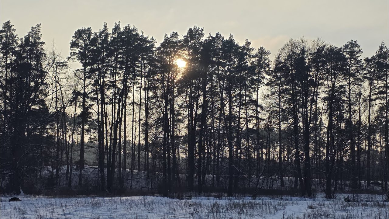 Zimowy las o zachodzie słońca | Cisza i spokój natury