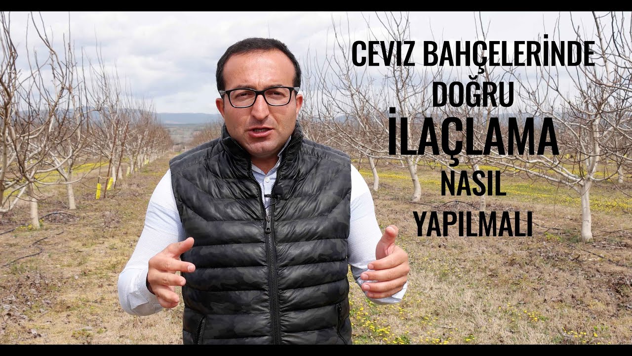 CEVİZ BAHÇESİNDE İLAÇLAMA NASIL YAPILMALI ? CEVİZ DANIŞMANI