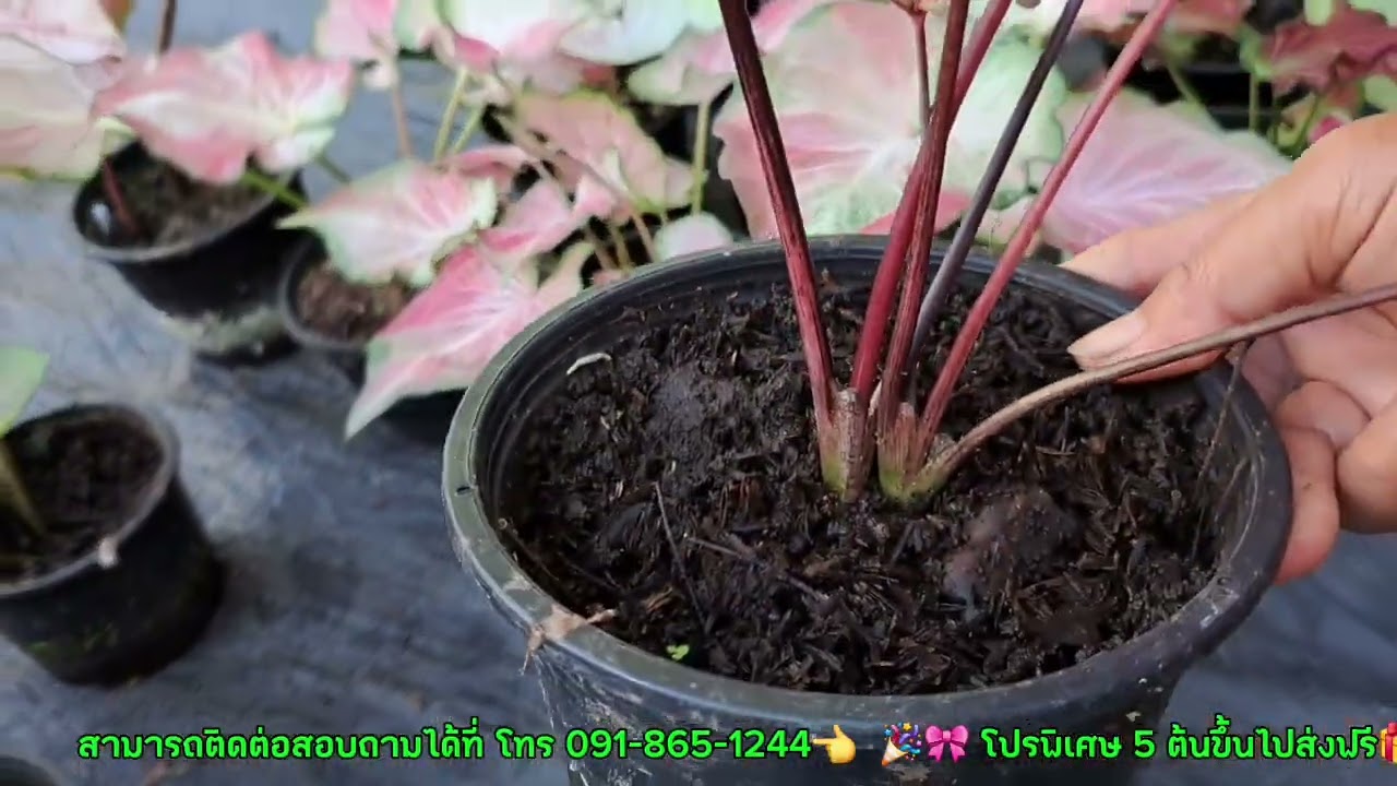 บ้านสวนบอนสีมีสุข EP 9  ช่องทางการติดต่อ โทร/ไลน์ 091 865 1244