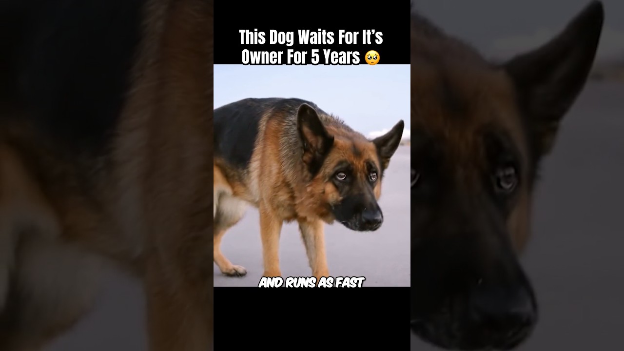 Это так грустно 😭 Мужчина не заслуживает собаку #вирусный #фильм #короткометражный