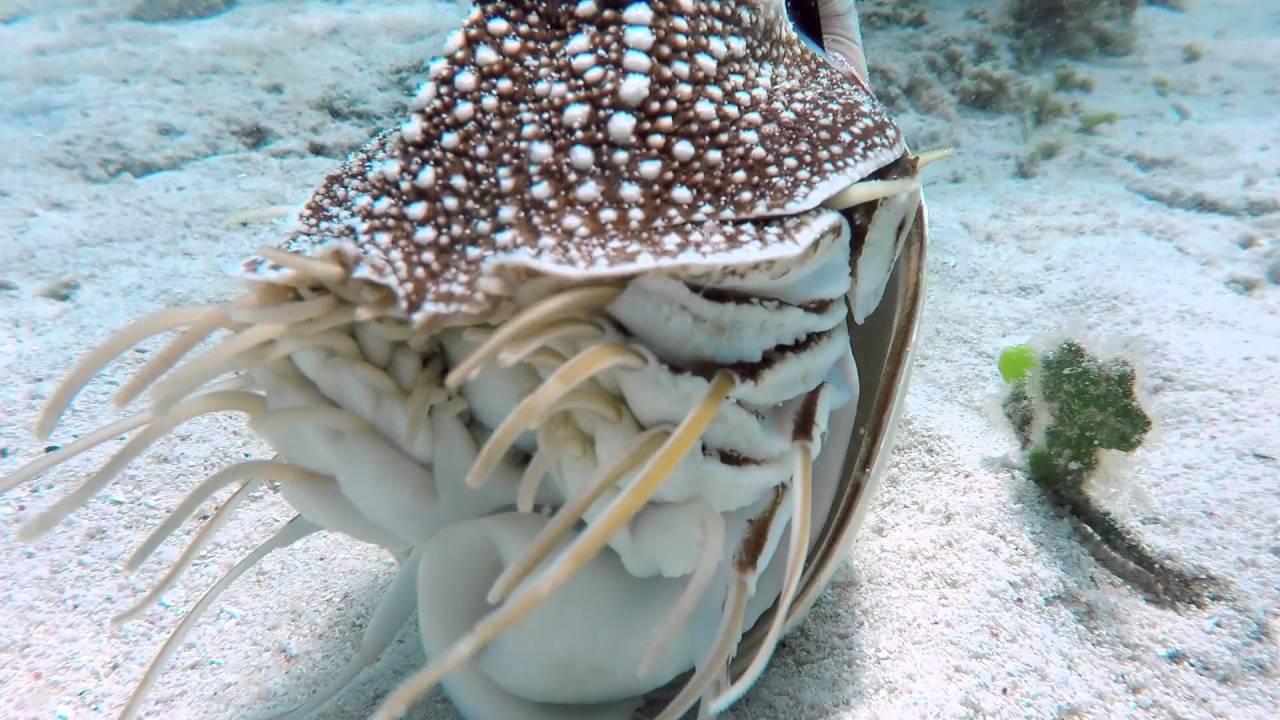 Nautilus Pompilius
