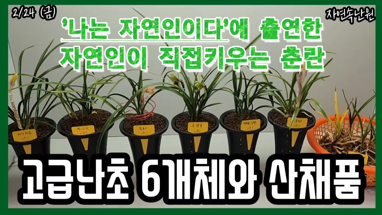 [2월 24일] 하니주금, 황산반, 홍화, 유향종, 산채출.입변, 주금화, 산채품 서, 아롱반 올려봅니다.