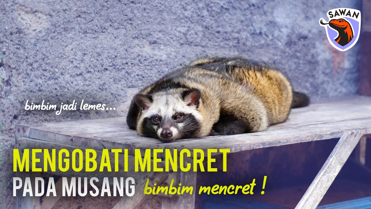 Tips MENGOBATI MENCRET PADA MUSANG biar AKTIF LAGI ! #SAWAN