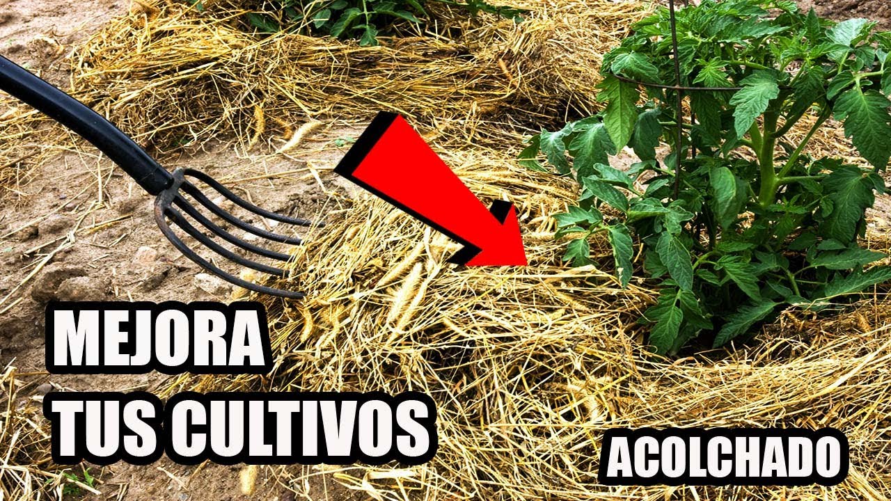 Cómo mejorar la eficiencia del Riego || Método y Trucos del Acolchado 🌱