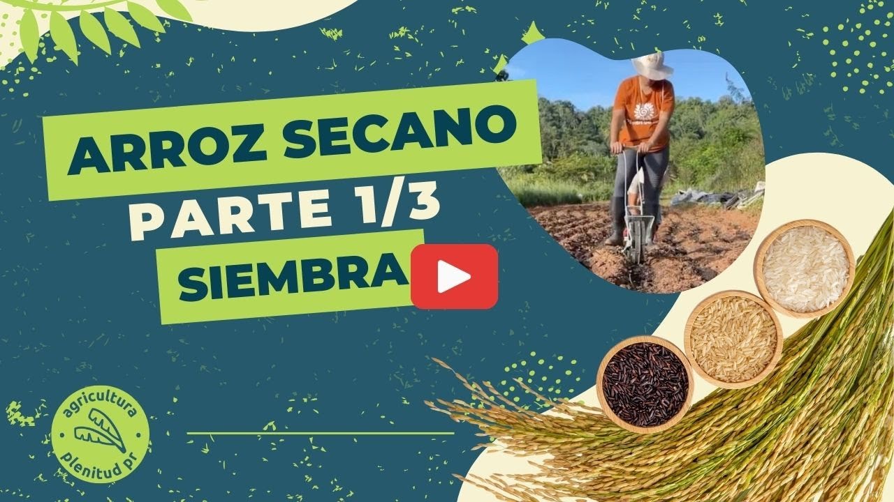 Siembra de Arroz Secano: Parte 1 - Siembra
