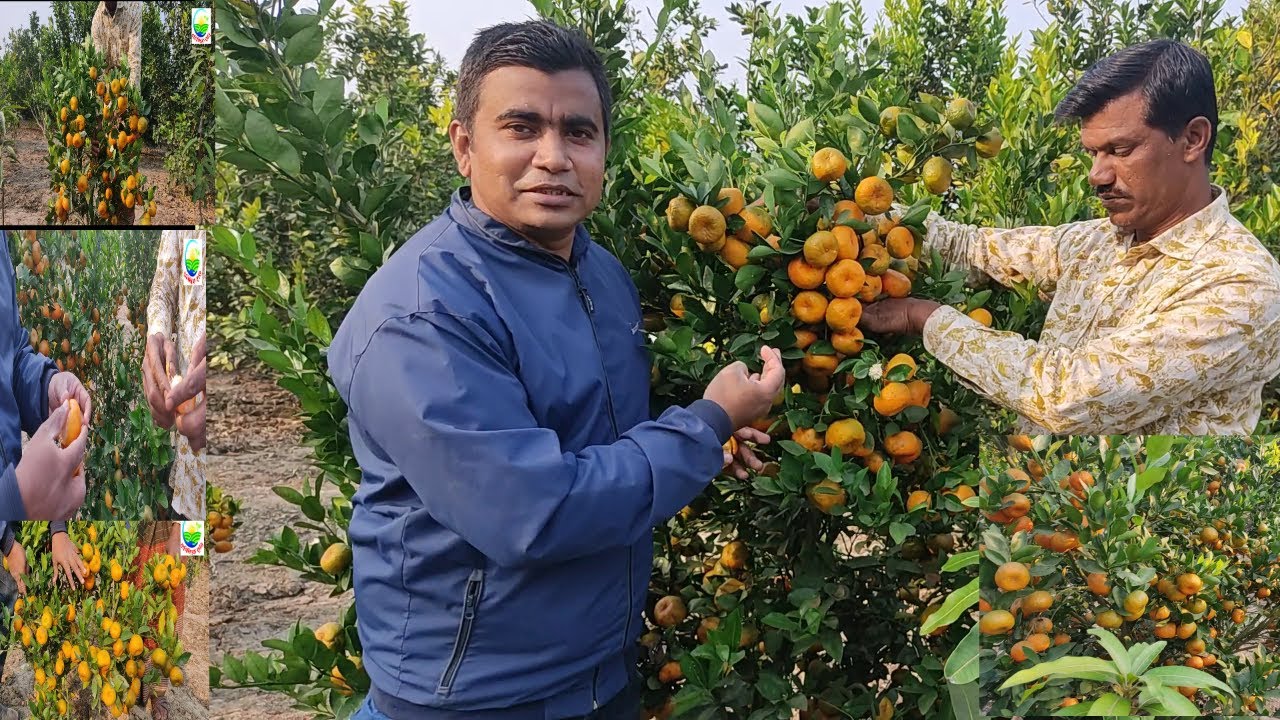 ম্যান্ডারিন কমলার বিষ্ময়কর ফলন। প্রতিটি গাছে কমলা আর কমলা, পাতার চাইতে ফল বেশি। কিভাবে সম্ভব?