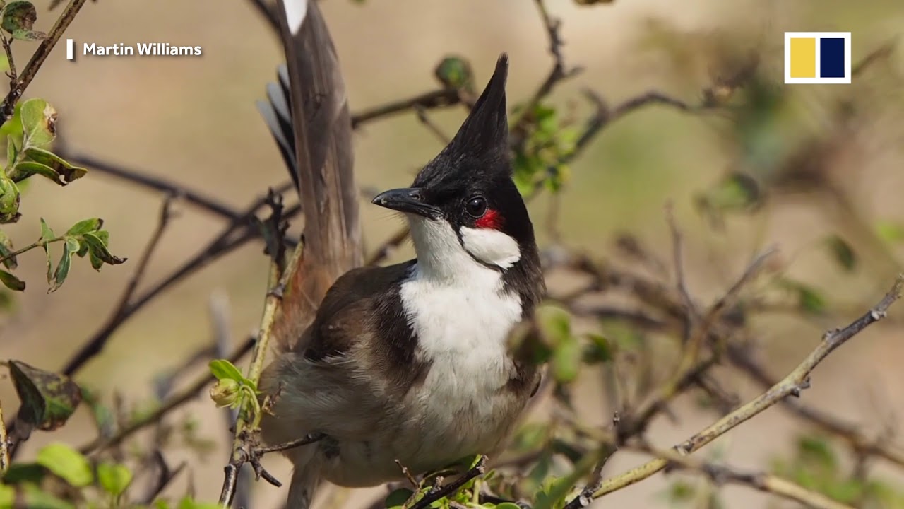 Birdwatching in Hong Kong: how to identify the fantastic local birds