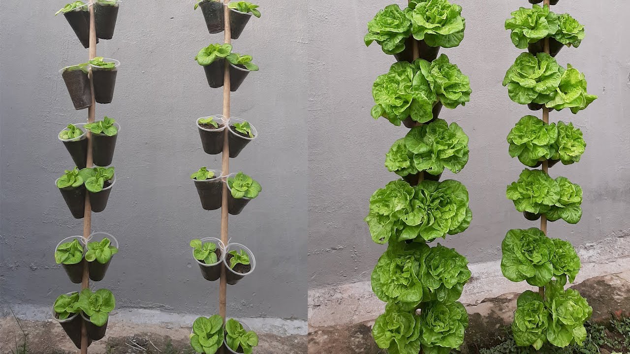 Tái chế cốc nhựa trồng rau xà lách trên cây thẳng đứng | Plant & Garden