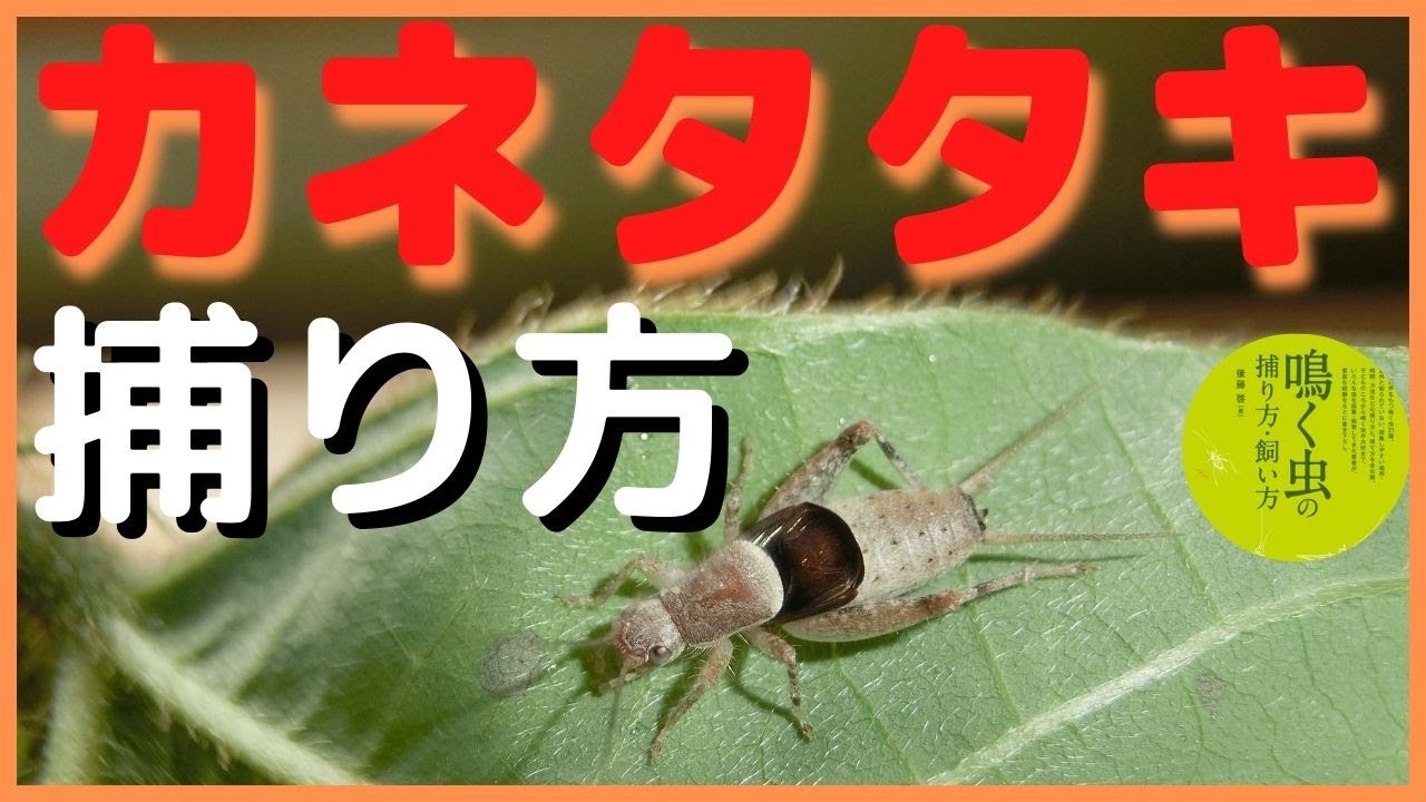 【カネタタキ】採集方法・行動パターン習性解説