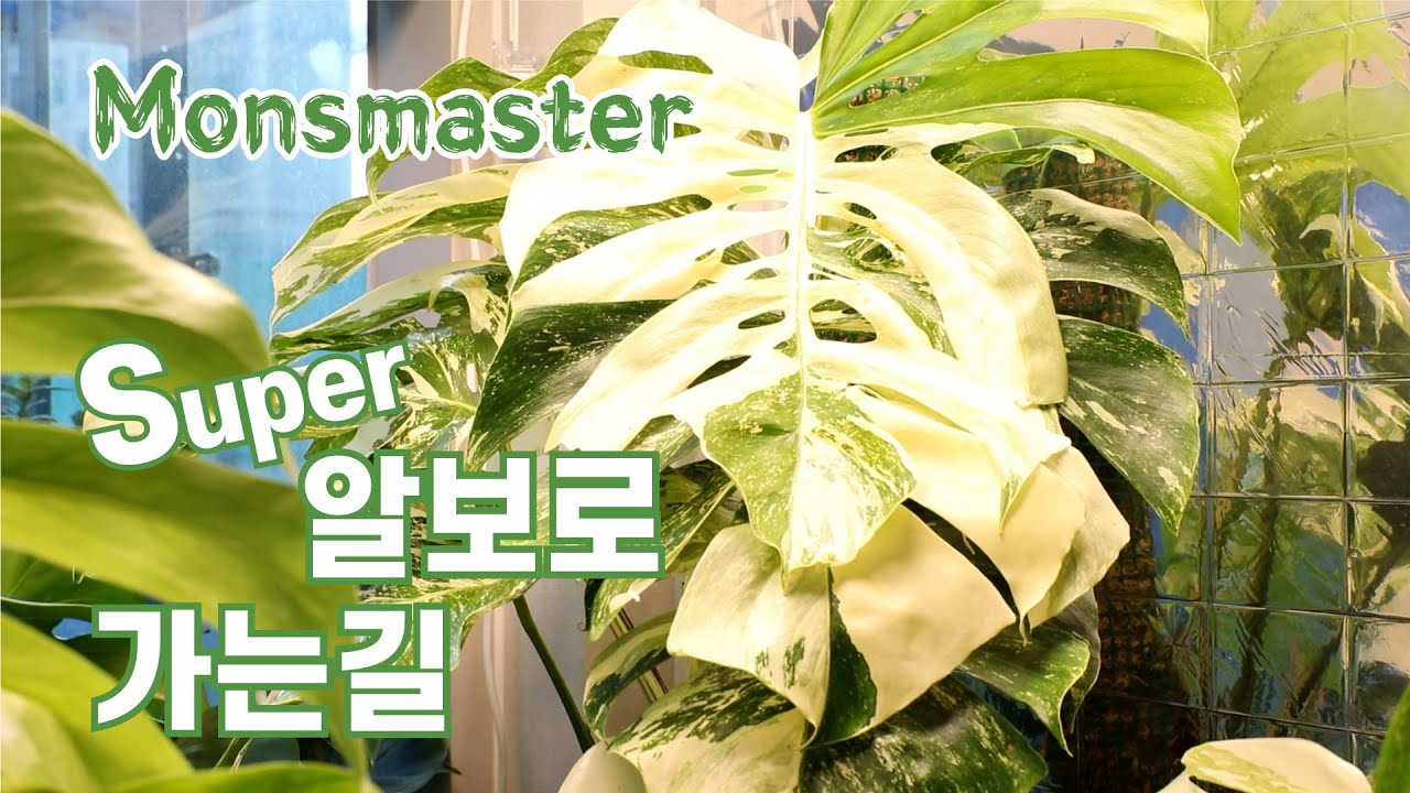 몬스테라 알보 슈퍼알보로 가는길 monstera albo