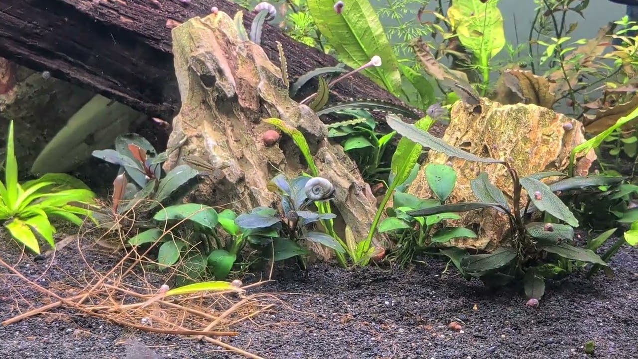 Sparkling gourami parental behaviour