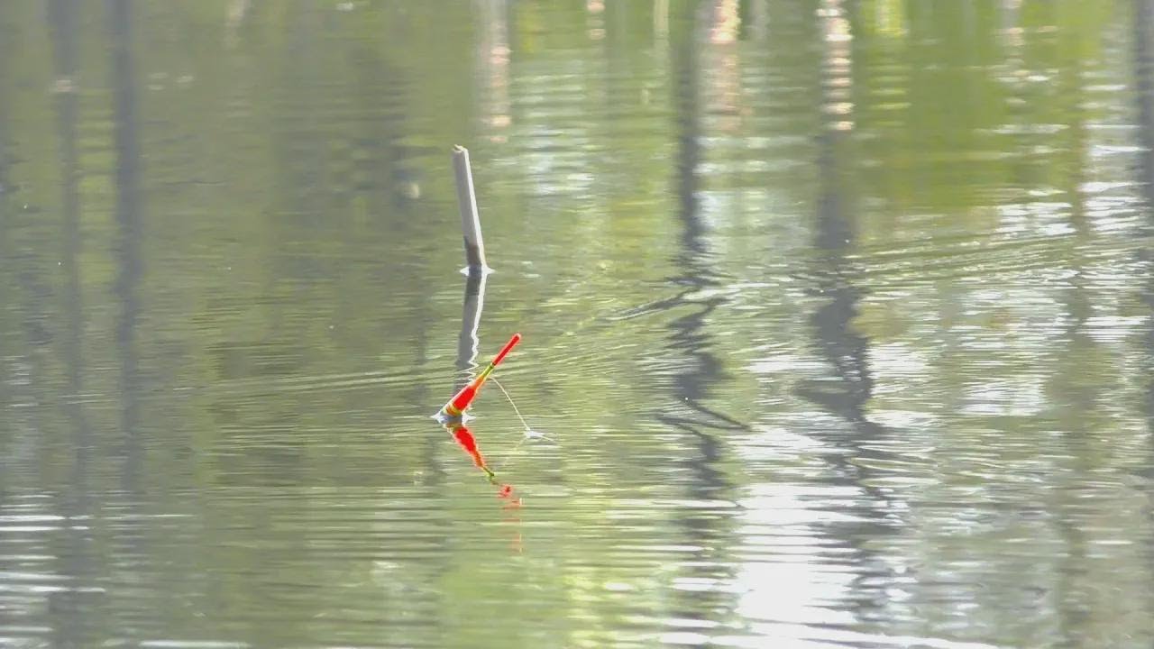 ¡Encontré una laguna con carpas enormes! El agua me llega a las rodillas y está llena de peces