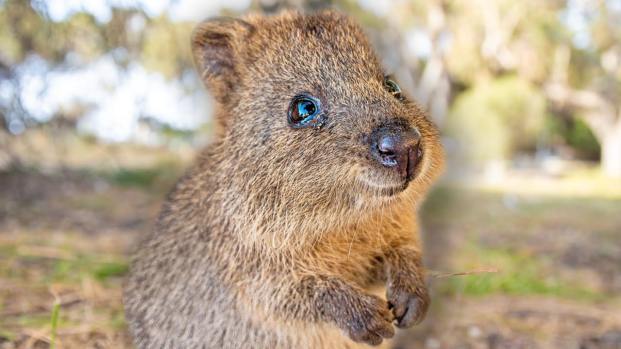 Baby Quokkas are the Cutest Animals in the World [PART 1] 😍 Best Compilation