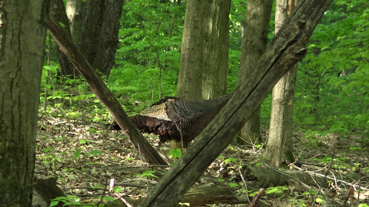 Hen Turkey Talk (yepling, cutting, purring, kee kee)