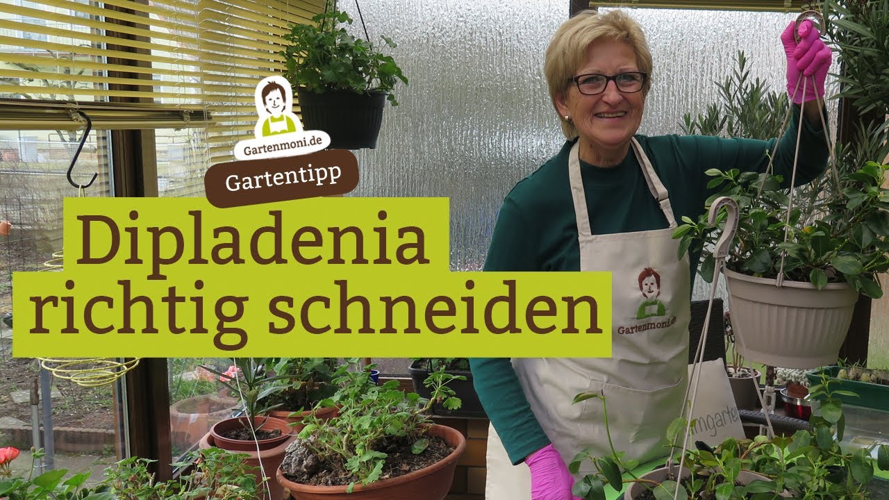 Dipladenia / Dipladenie richtig schneiden im Februar