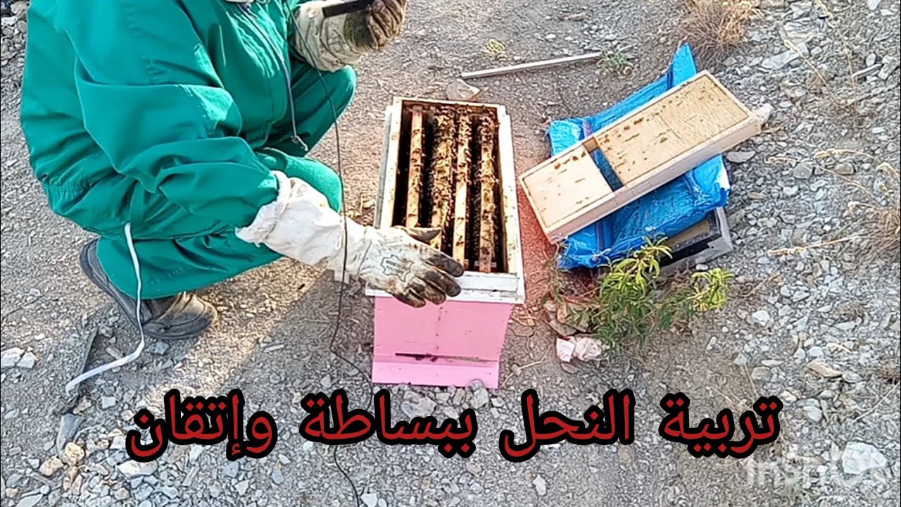 تربية النحل ببساطة وإتقان الجزء(2)#تقسيم#دعم_الخلايا#تنمية_المهاراة#تنمية_المنحل