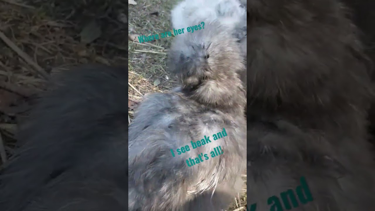 Where are the silkie chickens eyes? I see beak and that's all. 