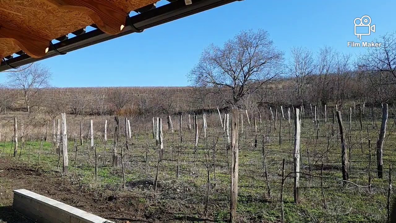 Prima lucrare din sezonul 2020 la gospodaria Crama Ulinici