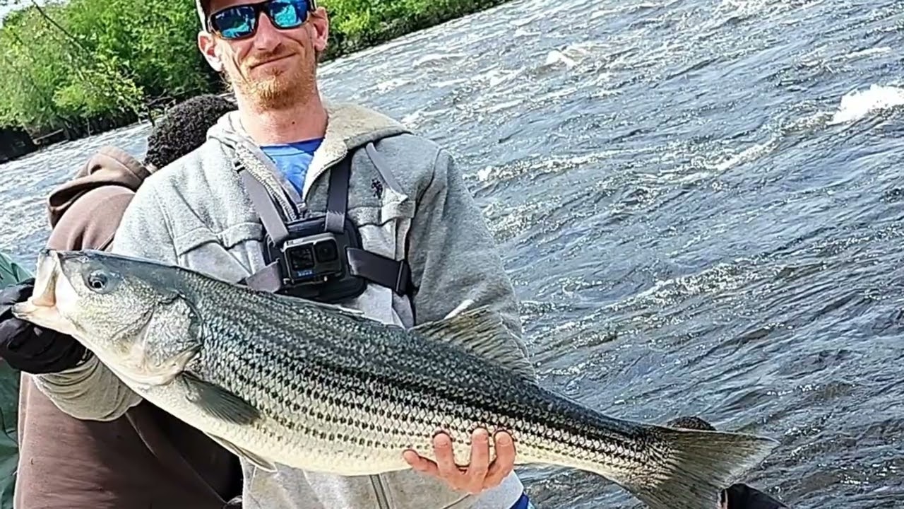 Striped bass spring tournament 2025 @StriperSniperFishing