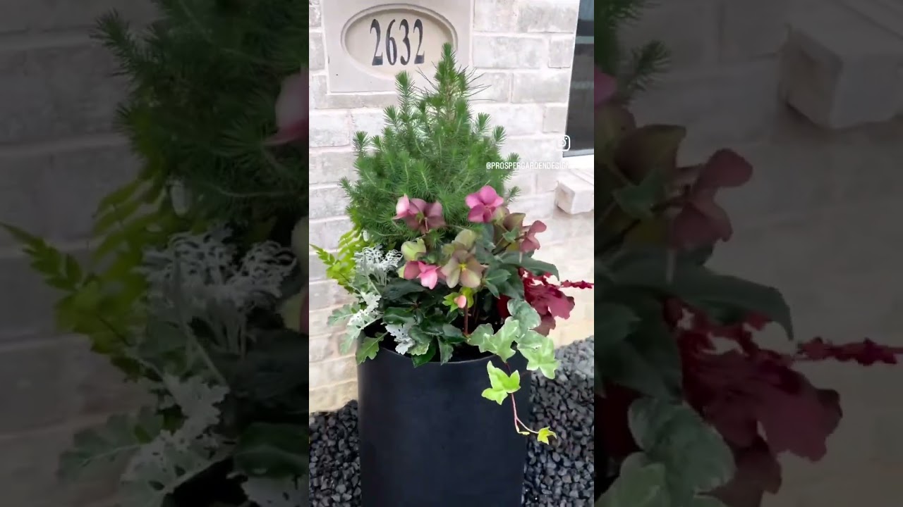 Winter Planter with Hellebore and Heuchera.