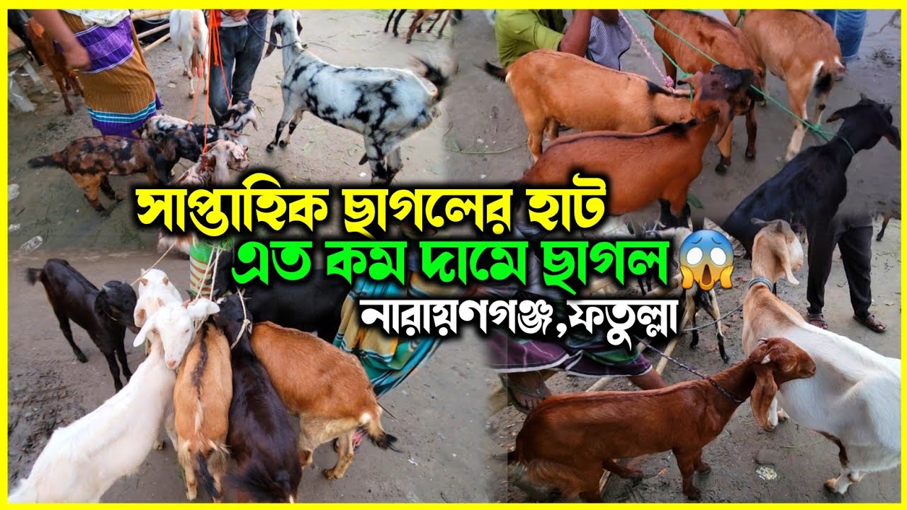 নারায়ণগঞ্জ ফতুল্লা সাপ্তাহিক ছাগলের হাট || দাম দর সকল ধারণা বিস্তারিত || Safollo krishikotha ||