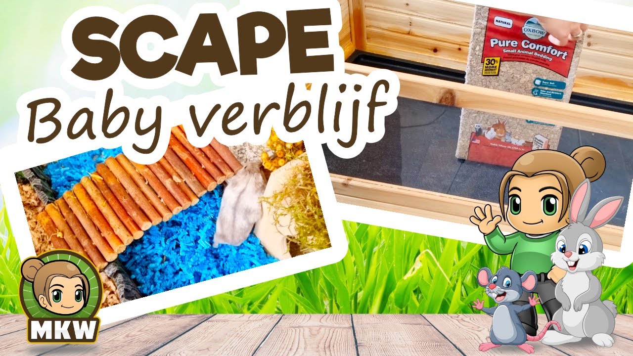 Hamsterscaping voor Baby hamsters 🐹 Marika's Knaagdierwereld