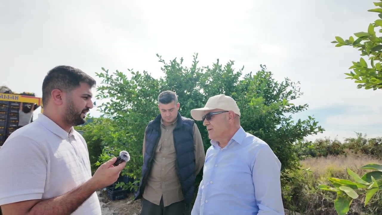 2025 Mandalina Hasadı | Mandalina Nasıl Toplanır? 🍊