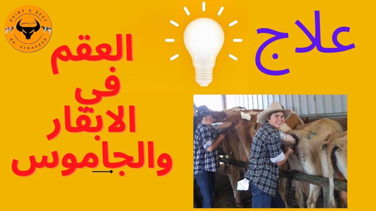 الحلول السريعة والاكيدة، لحل مشاكل الخصوبة في الابقار والجاموس،