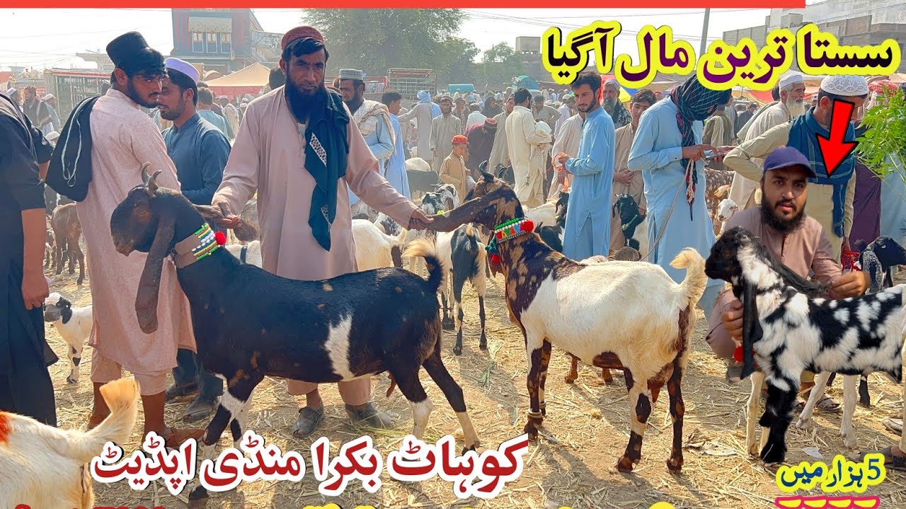 Pakistan Biggest Goat Mandi In Kohat- October 26, 2025 Latest Update 