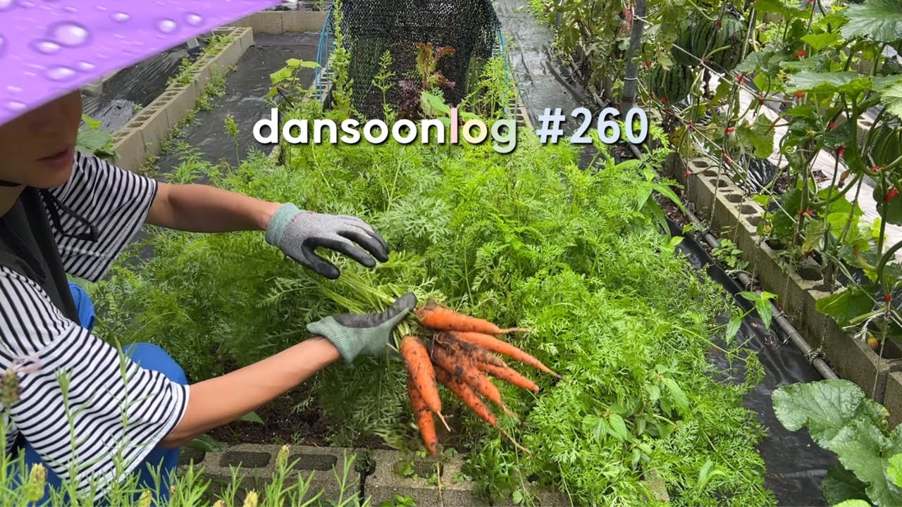 SUB 단순로그260 장마철에 많이 똑땅한 시골텃밭 vlog