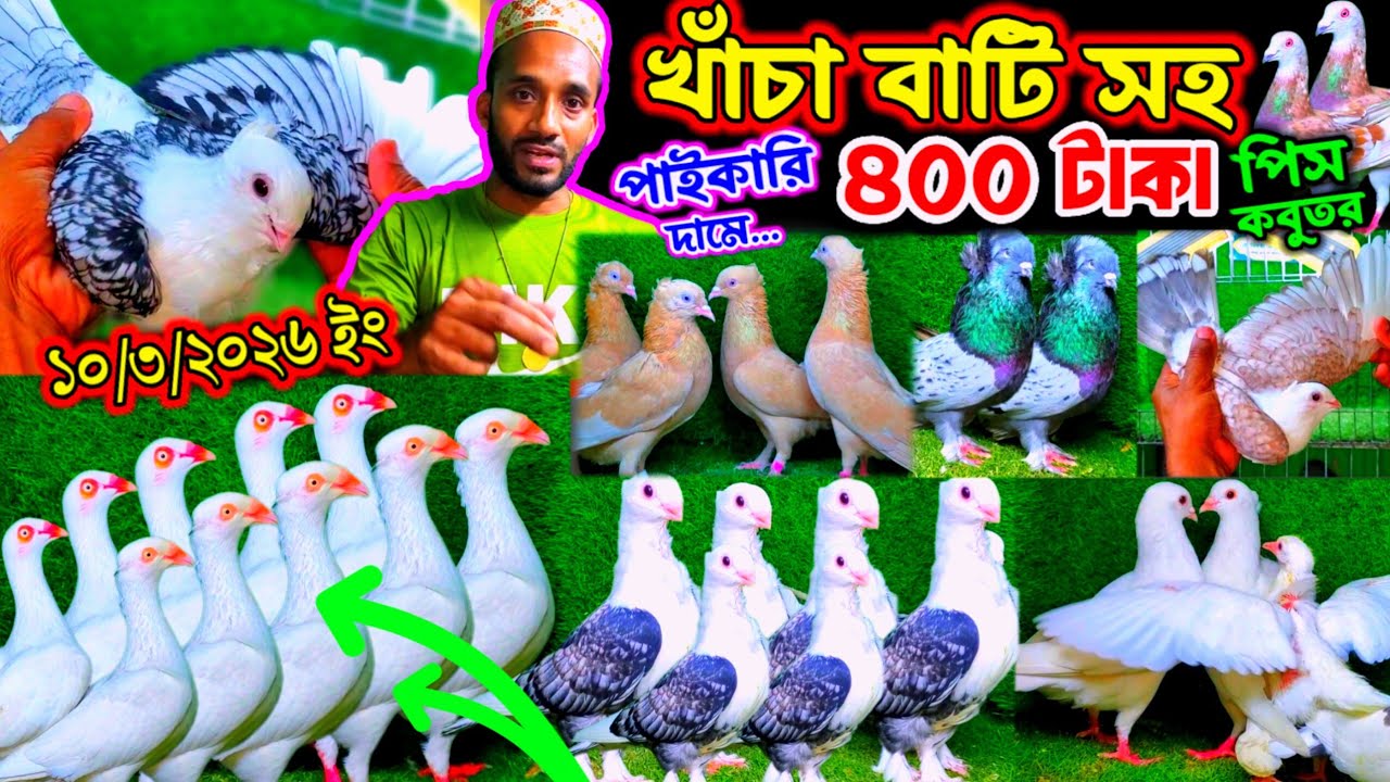 মাত্র ৪০০ টাকা পিস | খাঁচা বাটি সহ পাইকারি দামে কবুতর কিনুন | রাজগোল্লা লাহরি বুম্বাই ও রেসার কবুতর