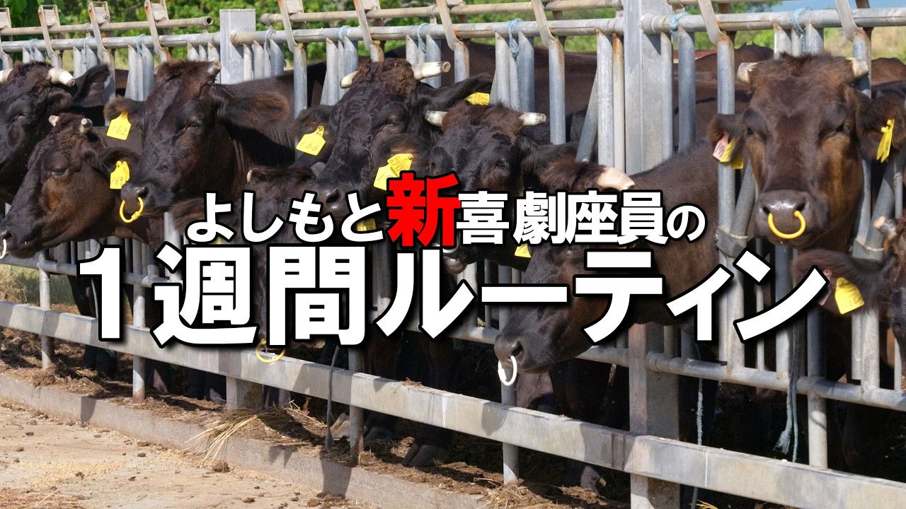 よしもと新喜劇座員のリアルな一週間～牛が人口の15倍いる沖縄県黒島にも行った一週間～