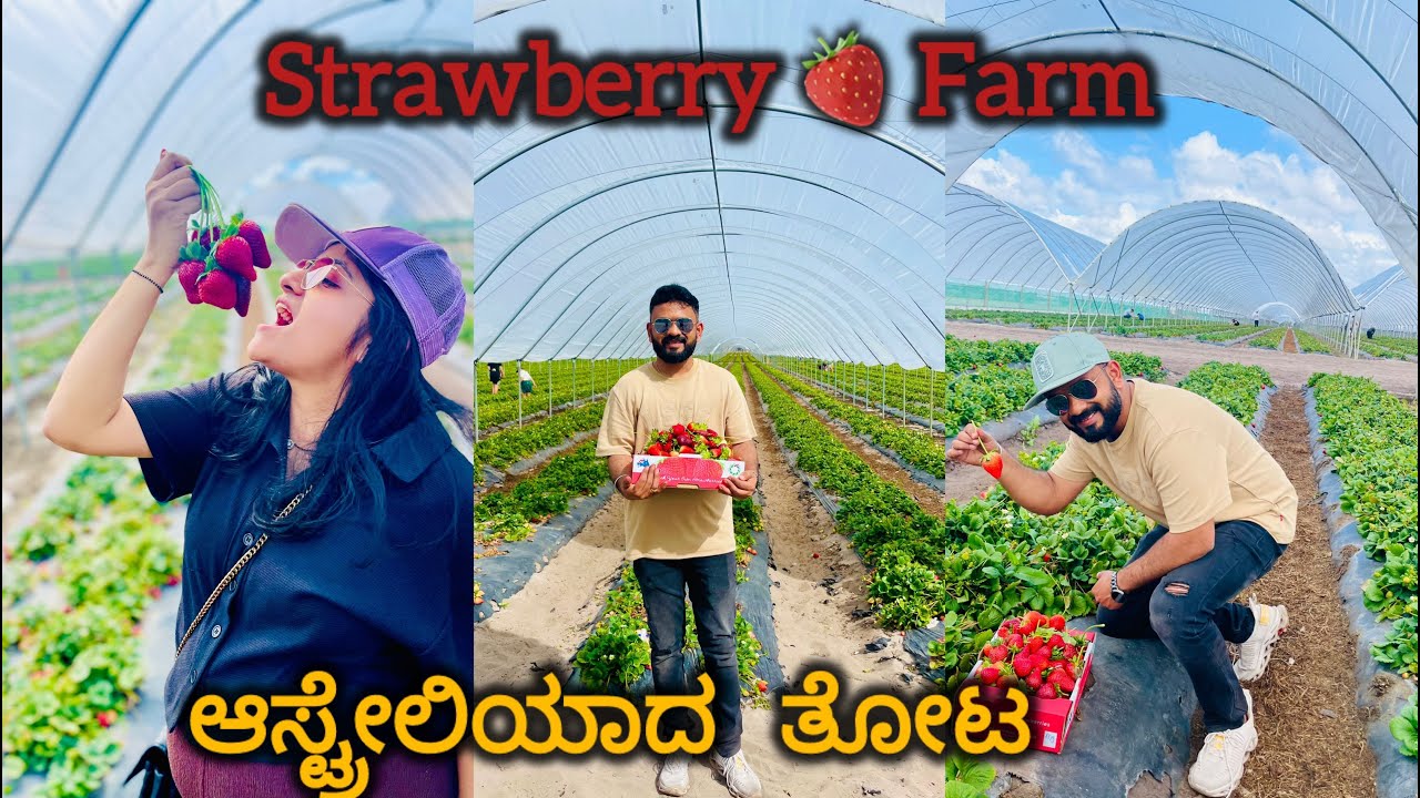 ಆಸ್ಟ್ರೇಲಿಯಾದ ತೋಟ| Strawberry Picking
