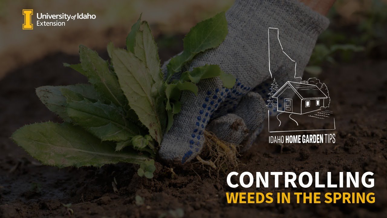 Ideas for Controlling Weeds in the Spring