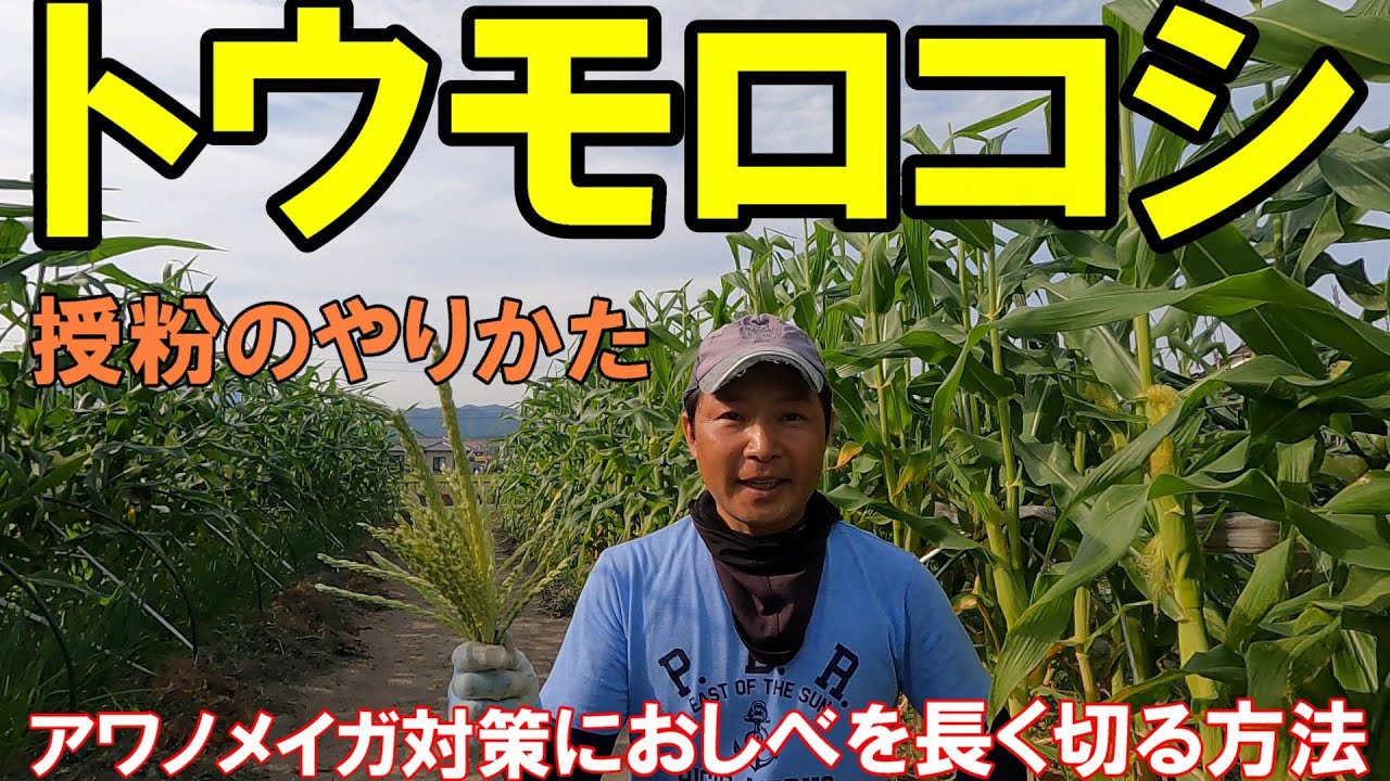 【トウモロコシ】授粉とアワノメイガ対策　おしべ長切　足跡判断