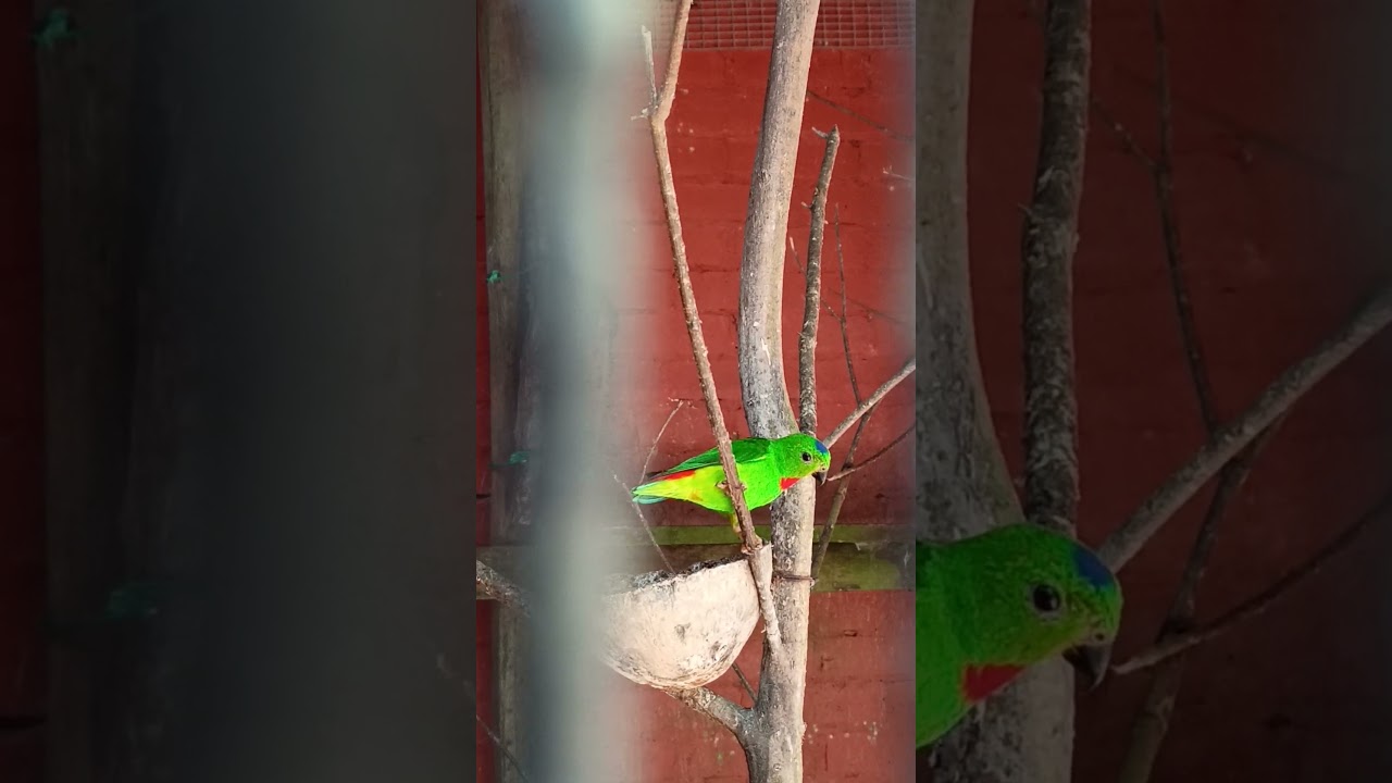 Serindit @ Entelit/Blue-Crowned Hanging Parrot 