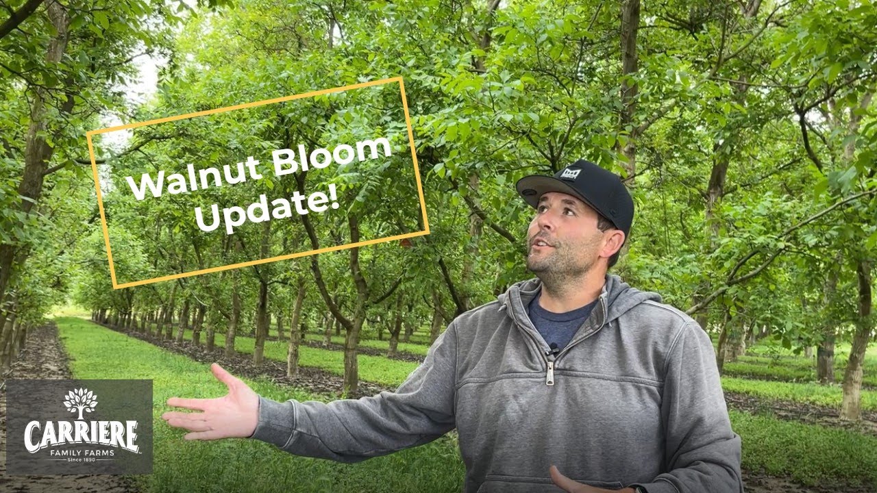 Walnut Bloom Update_May 2