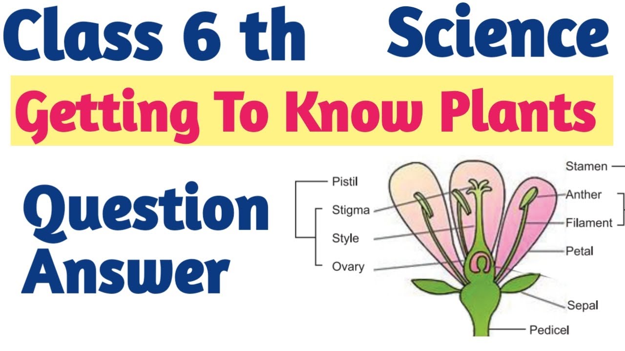 PSEB Class 6 Science Chapter- 7 ll Question Answer  ll Getting To Know Plants ll