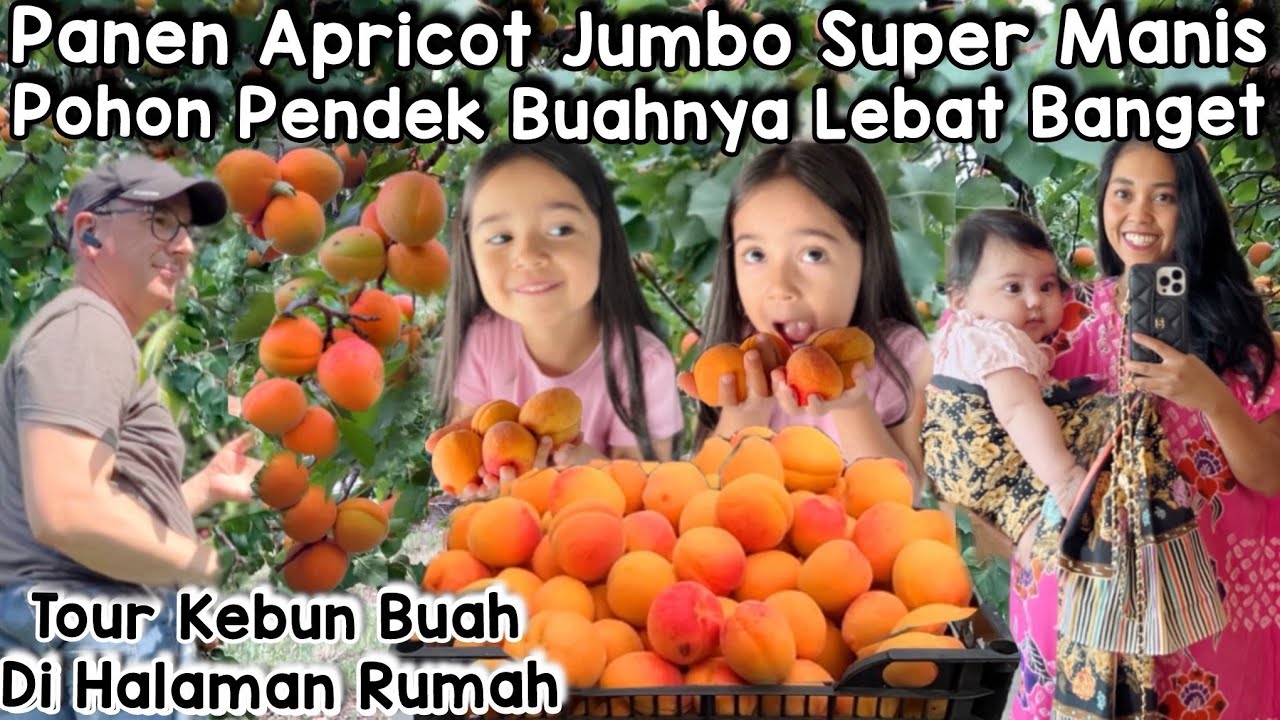 PANEN BUAH APRICOT JUMBO TERLEBAT KALAP PETIK BANYAK || UPDATE TOUR POHON BUAH DI HALAMAN RUMAH