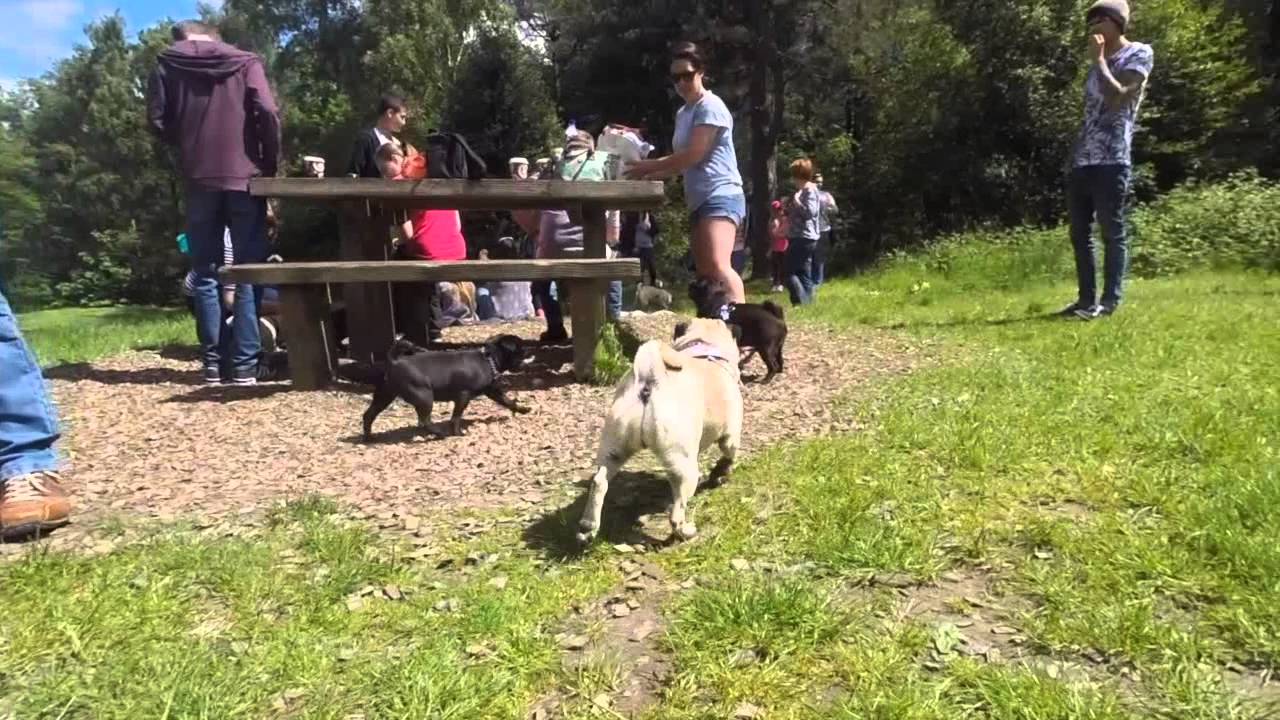 Hants Pugmeet Jun15