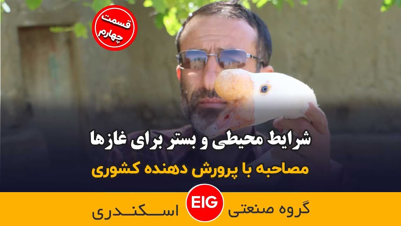 محیطی و بستر مناسب برای غاز و قوغاز