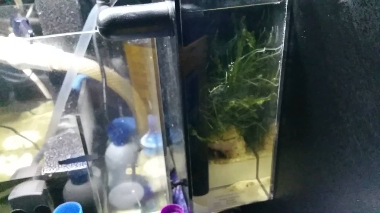 Sera PS200 protein skimmer break-in Part 2