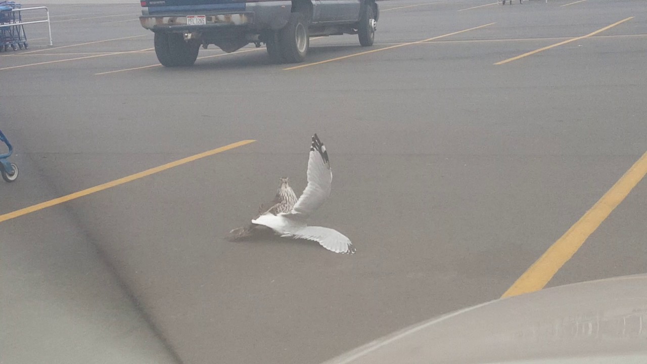 Hawk destroying a Seagull in parking lot