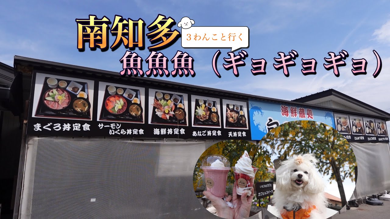 【愛犬とランチ】　３わんこと行く南知多で激うま海鮮ランチといちごの丘＾＾