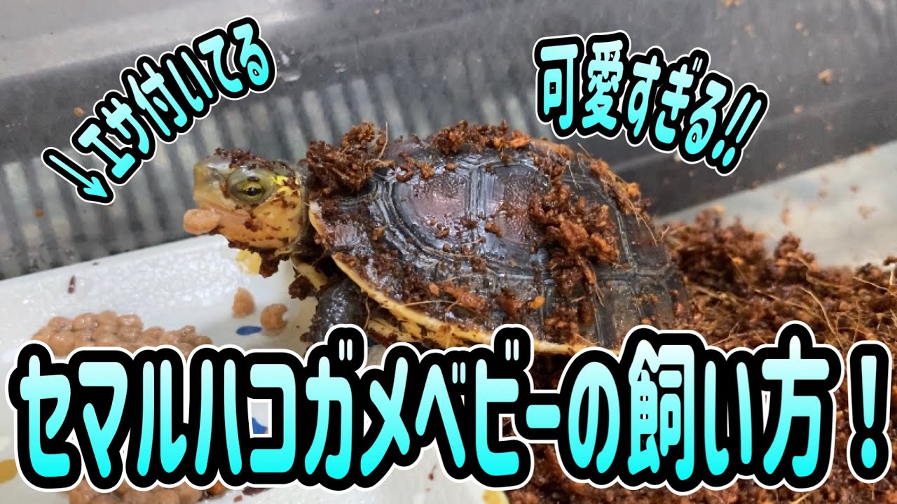 セマルハコガメ赤ちゃんの飼い方！！（甲長8cm未満版）