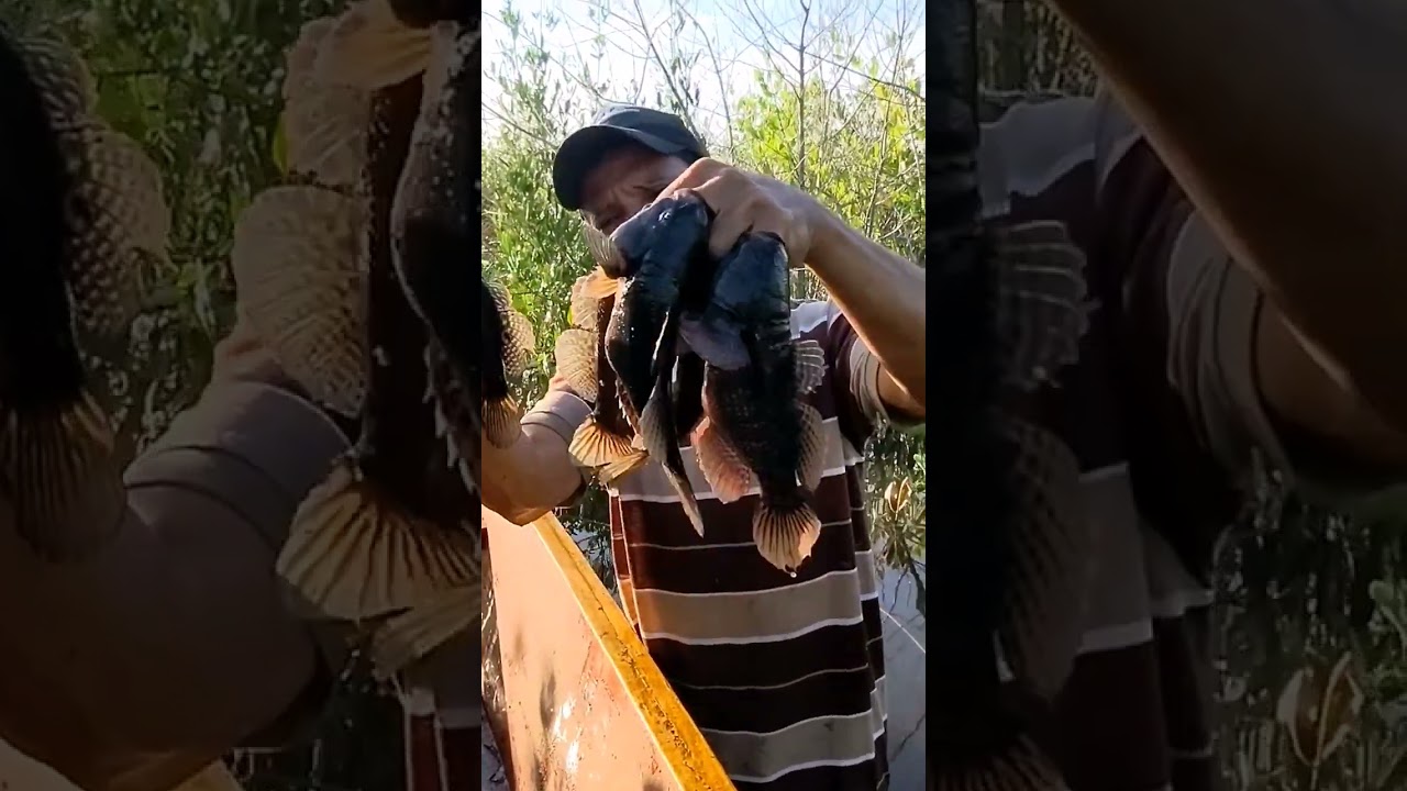pesca de pululos suscr&iacute;base 😱🇸🇻