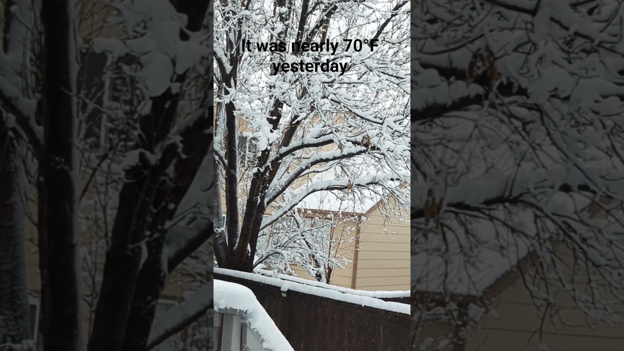 drastic weather change in Colorado, but we were l really needed it #snow @camillescreations