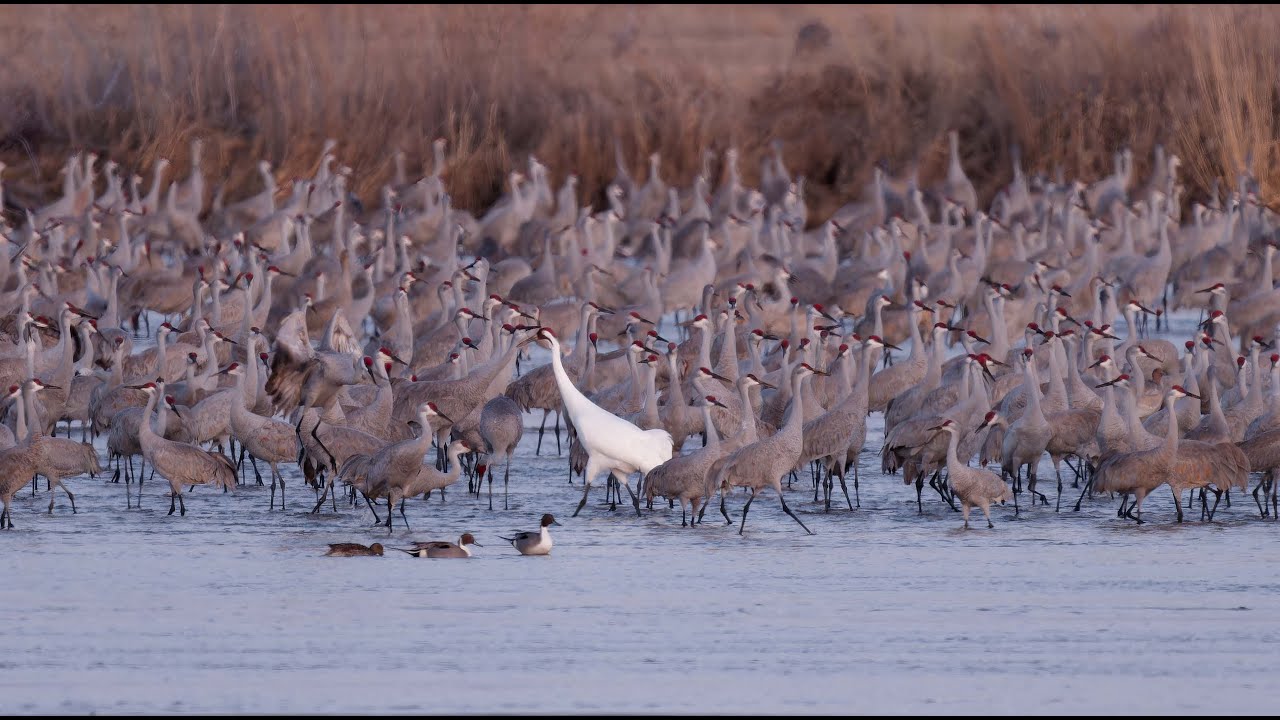 Endangered Species Act: A keystone of conservation success under threat, and what you can do to help