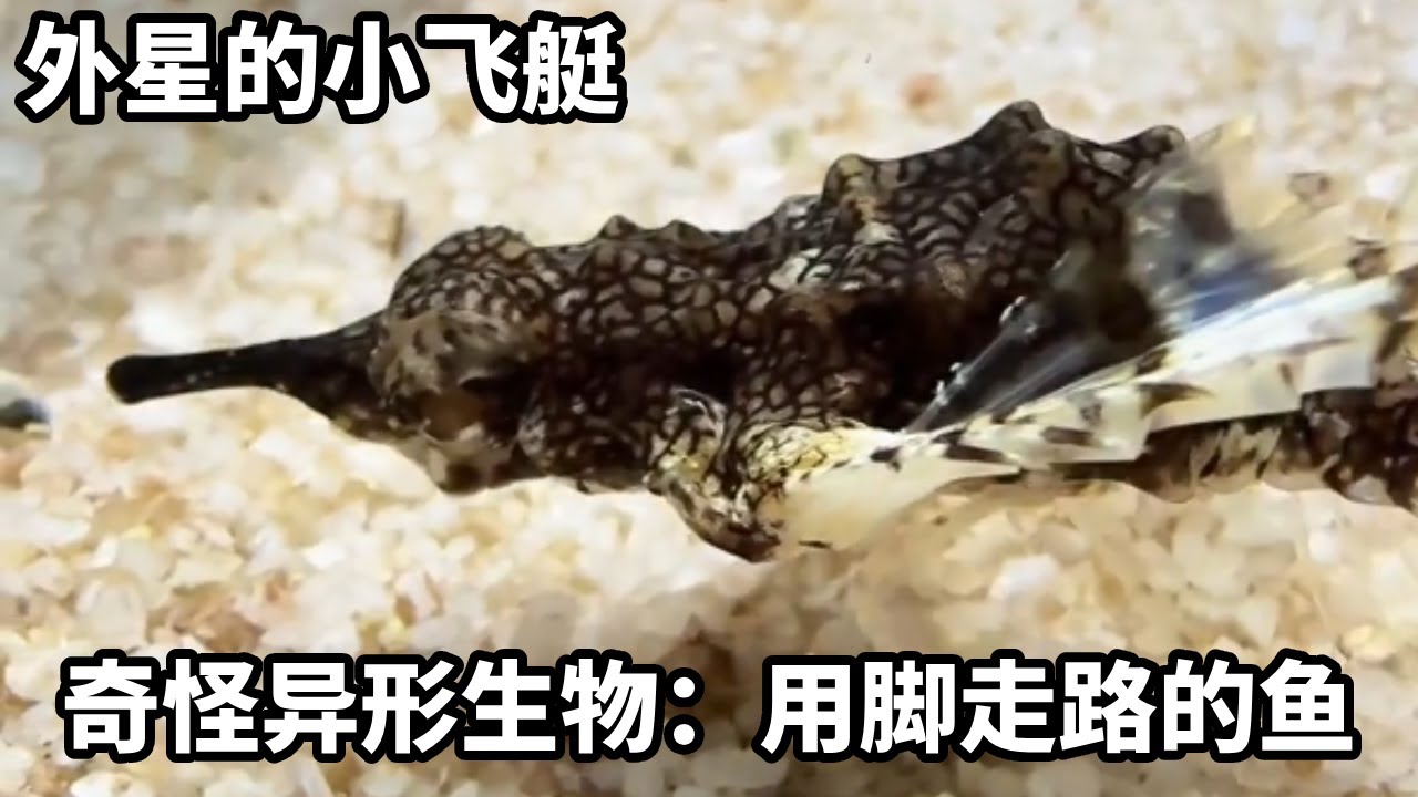 海洋生物盲盒开出外星小飞艇，奇怪异性生物，竟然用脚走路#诺亚方缸 #大魚 #海洋生物 #私人海洋